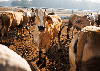 Feedlot