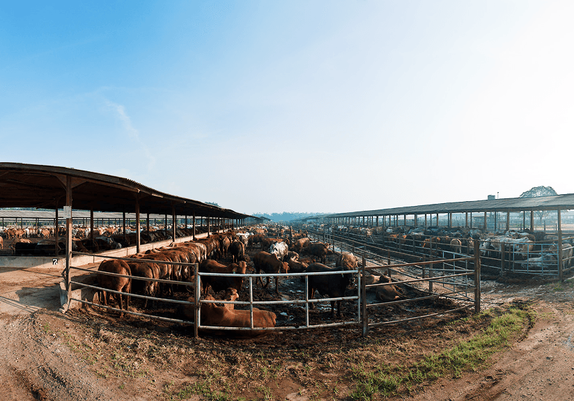 Great Giant Livestock