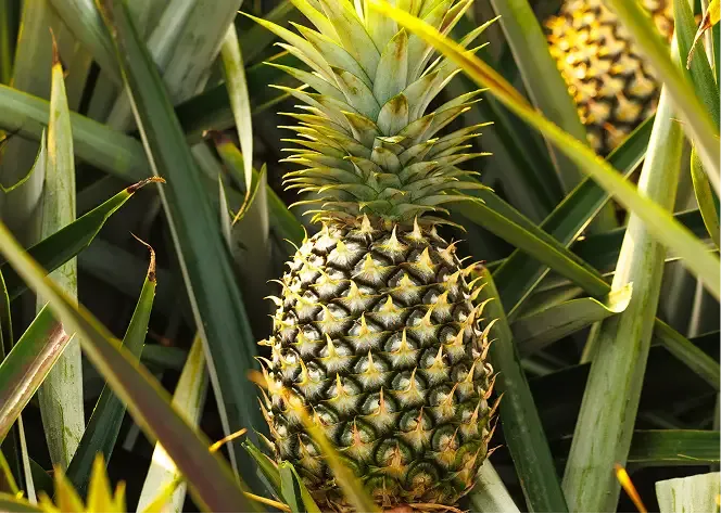 Great Giant Pineapple